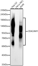 CD66a Antibody in Western Blot (WB)