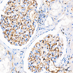 ICAM-2 Antibody in Immunohistochemistry (Paraffin) (IHC (P))