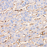 ICAM-2 Antibody in Immunohistochemistry (Paraffin) (IHC (P))