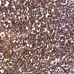 ICAM-2 Antibody in Immunohistochemistry (Paraffin) (IHC (P))