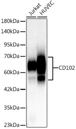 ICAM-2 Antibody in Western Blot (WB)