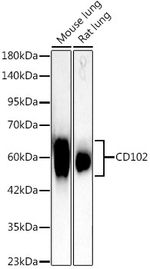 ICAM-2 Antibody in Western Blot (WB)