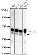 STIM1 Antibody in Western Blot (WB)