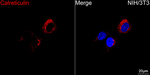 Calreticulin Recombinant Mouse Monoclonal Antibody (10K4F3)