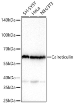 Calreticulin Antibody in Western Blot (WB)