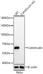 Calreticulin Antibody in Western Blot (WB)