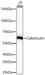 Calreticulin Antibody in Western Blot (WB)