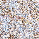 Thrombospondin-1 Recombinant Rabbit Monoclonal Antibody (2G3W0)