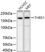 Thrombospondin-1 Antibody in Western Blot (WB)