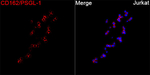 CD162 Recombinant Rabbit Monoclonal Antibody (5A9D9)