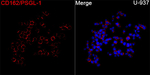 CD162 Antibody in Immunocytochemistry (ICC/IF)