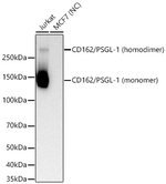 CD162 Antibody in Western Blot (WB)