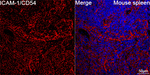 ICAM-1 Recombinant Mouse Monoclonal Antibody (5U6M1)