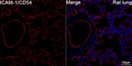 ICAM-1 Antibody in Immunohistochemistry (Paraffin) (IHC (P))