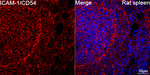 ICAM-1 Antibody in Immunohistochemistry (Paraffin) (IHC (P))