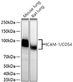 ICAM-1 Antibody in Western Blot (WB)