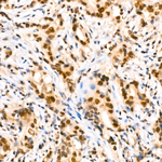 Lactyl-Histone H4 (Lys5) Antibody in Immunohistochemistry (Paraffin) (IHC (P))