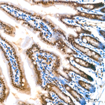 Lactyl-Histone H4 (Lys5) Antibody in Immunohistochemistry (Paraffin) (IHC (P))