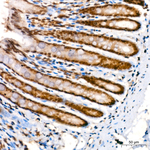 Lactyl-Histone H4 (Lys5) Antibody in Immunohistochemistry (Paraffin) (IHC (P))