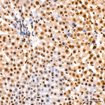 Lactyl-Histone H4 (Lys5) Antibody in Immunohistochemistry (Paraffin) (IHC (P))
