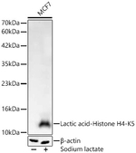 Lactyl-Histone H4 (Lys5) Antibody in Western Blot (WB)