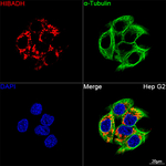 HIBADH Recombinant Rabbit Monoclonal Antibody (5D2L9)