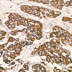 HIBADH Antibody in Immunohistochemistry (Paraffin) (IHC (P))