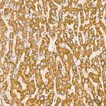HIBADH Antibody in Immunohistochemistry (Paraffin) (IHC (P))