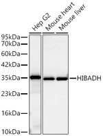 HIBADH Antibody in Western Blot (WB)