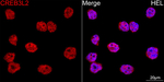 CREB3L2 Antibody in Immunocytochemistry (ICC/IF)