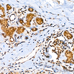 CREB3L2 Antibody in Immunohistochemistry (Paraffin) (IHC (P))