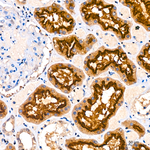 CREB3L2 Antibody in Immunohistochemistry (Paraffin) (IHC (P))