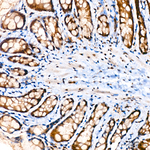 CREB3L2 Antibody in Immunohistochemistry (Paraffin) (IHC (P))