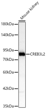CREB3L2 Antibody in Western Blot (WB)