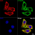 AUH Recombinant Rabbit Monoclonal Antibody (1T8C1)