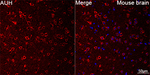 AUH Antibody in Immunohistochemistry (Paraffin) (IHC (P))