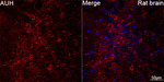 AUH Antibody in Immunohistochemistry (Paraffin) (IHC (P))