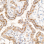 AUH Antibody in Immunohistochemistry (Paraffin) (IHC (P))