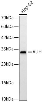 AUH Antibody in Western Blot (WB)