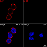 IL-31 Antibody in Immunocytochemistry (ICC/IF)