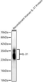 IL-31 Antibody in Western Blot (WB)