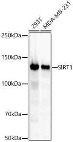 SIRT1 Antibody in Western Blot (WB)