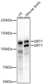 SIRT1 Antibody in Western Blot (WB)