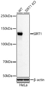 SIRT1 Antibody in Western Blot (WB)