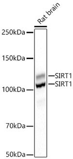 SIRT1 Antibody in Western Blot (WB)