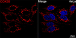 COX5B Antibody in Immunocytochemistry (ICC/IF)