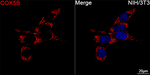 COX5B Recombinant Mouse Monoclonal Antibody (3I8Y0)