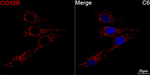 COX5B Antibody in Immunocytochemistry (ICC/IF)