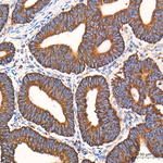 COX5B Antibody in Immunohistochemistry (Paraffin) (IHC (P))