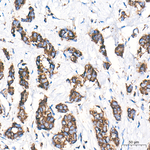 COX5B Antibody in Immunohistochemistry (Paraffin) (IHC (P))